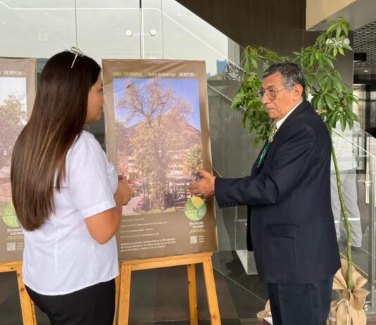 Perú: lanzan registro oficial de árboles patrimoniales para su conservación Perú: lanzan registro oficial de árboles patrimoniales para su conservación