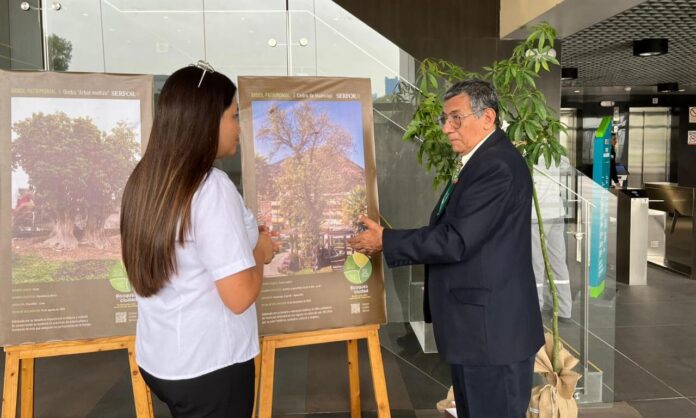 Perú: lanzan registro oficial de árboles patrimoniales para su conservación
