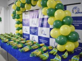 Piura: presentan proyecto para proteger producción de banano frente al Fusarium R4T Piura: presentan proyecto para proteger producción de banano frente al Fusarium R4T