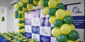 Piura: presentan proyecto para proteger producción de banano frente al Fusarium R4T Piura: presentan proyecto para proteger producción de banano frente al Fusarium R4T