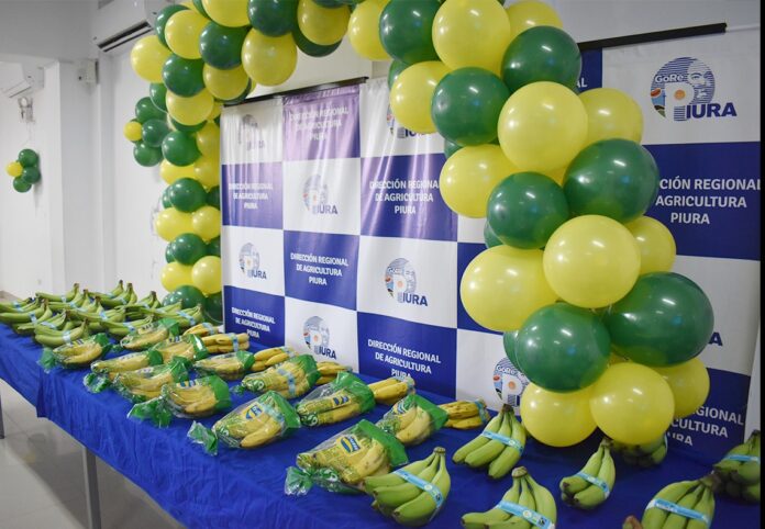 Piura: presentan proyecto para proteger producción de banano frente al Fusarium R4T Piura: presentan proyecto para proteger producción de banano frente al Fusarium R4T