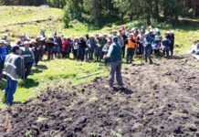 INIA instala parcela de avena forrajera en Cajamarca para impulsar la ganadería INIA instala parcela de avena forrajera en Cajamarca para impulsar la ganadería