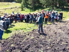 INIA instala parcela de avena forrajera en Cajamarca para impulsar la ganadería INIA instala parcela de avena forrajera en Cajamarca para impulsar la ganadería