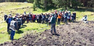 INIA instala parcela de avena forrajera en Cajamarca para impulsar la ganadería INIA instala parcela de avena forrajera en Cajamarca para impulsar la ganadería