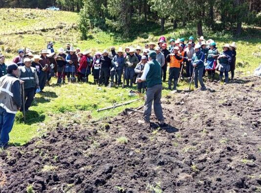 INIA instala parcela de avena forrajera en Cajamarca para impulsar la ganadería INIA instala parcela de avena forrajera en Cajamarca para impulsar la ganadería