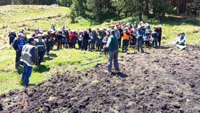 INIA instala parcela de avena forrajera en Cajamarca para impulsar la ganadería INIA instala parcela de avena forrajera en Cajamarca para impulsar la ganadería