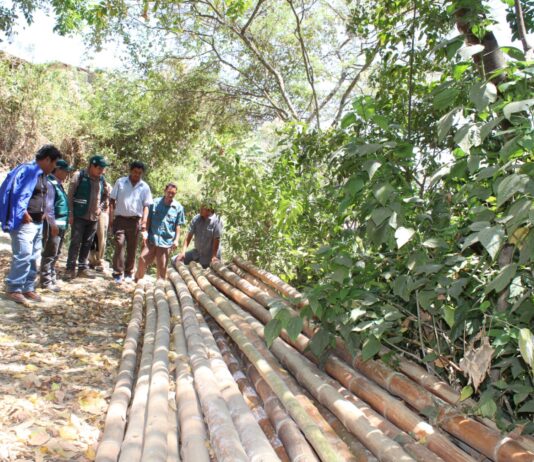 Piura: impulsan manejo sostenible de recursos forestales en Yamango Piura: impulsan manejo sostenible de recursos forestales en Yamango