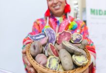 Papa peruana fortalece su presencia internacional con exportaciones a 13 mercados Papa peruana fortalece su presencia internacional con exportaciones a 13 mercados
