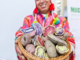 Papa peruana fortalece su presencia internacional con exportaciones a 13 mercados Papa peruana fortalece su presencia internacional con exportaciones a 13 mercados