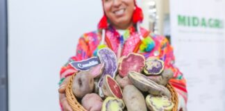Papa peruana fortalece su presencia internacional con exportaciones a 13 mercados Papa peruana fortalece su presencia internacional con exportaciones a 13 mercados