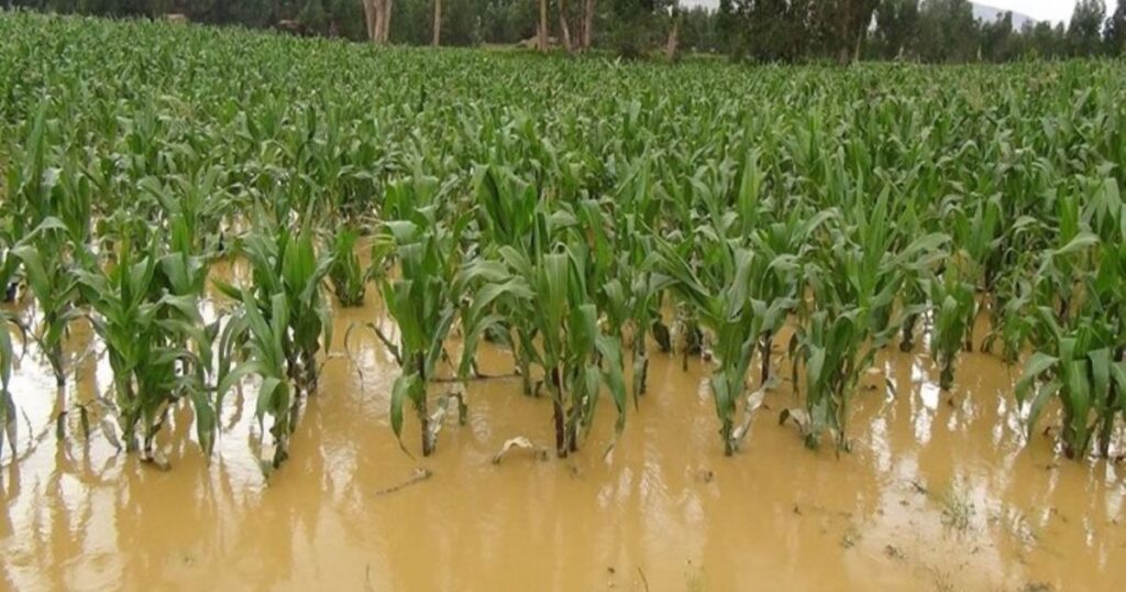 Agro debe estar en alerta por posible intensificación de El Niño Costero, advierte Cultivida