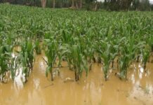 Agro debe estar en alerta por posible intensificación de El Niño Costero, advierte Cultivida Agro debe estar en alerta por posible intensificación de El Niño Costero, advierte Cultivida
