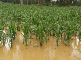 Agro debe estar en alerta por posible intensificación de El Niño Costero, advierte Cultivida Agro debe estar en alerta por posible intensificación de El Niño Costero, advierte Cultivida