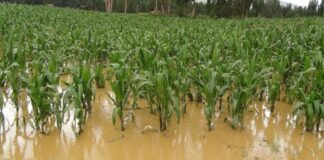 Agro debe estar en alerta por posible intensificación de El Niño Costero, advierte Cultivida Agro debe estar en alerta por posible intensificación de El Niño Costero, advierte Cultivida