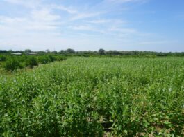 Piura impulsa el cultivo de ajonjolí para exportar a mercados internacionales Piura impulsa el cultivo de ajonjolí para exportar a mercados internacionales