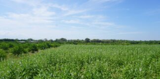 Piura impulsa el cultivo de ajonjolí para exportar a mercados internacionales Piura impulsa el cultivo de ajonjolí para exportar a mercados internacionales