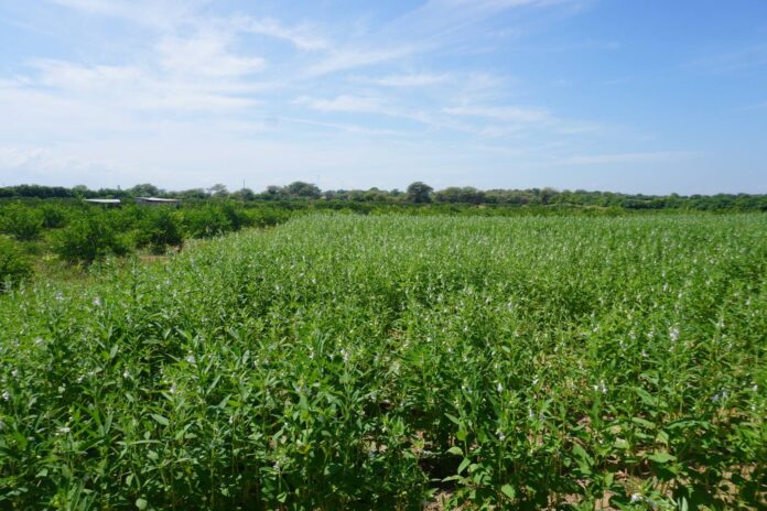 Piura impulsa el cultivo de ajonjolí para exportar a mercados internacionales