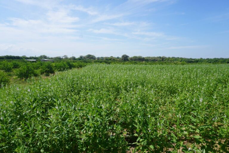 Piura impulsa el cultivo de ajonjolí para exportar a mercados internacionales