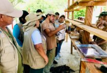 Piura impulsa crianza de abejas meliponas en el ACR Salitral-Huarmaca para proteger el bosque seco Piura impulsa crianza de abejas meliponas en el ACR Salitral-Huarmaca para proteger el bosque seco