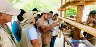 Piura impulsa crianza de abejas meliponas en el ACR Salitral-Huarmaca para proteger el bosque seco Piura impulsa crianza de abejas meliponas en el ACR Salitral-Huarmaca para proteger el bosque seco