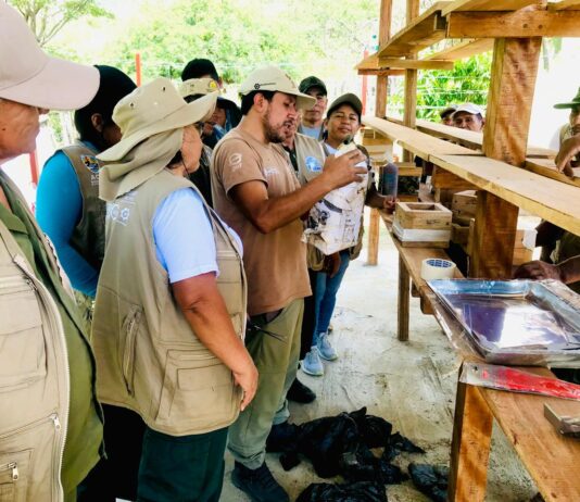 Piura impulsa crianza de abejas meliponas en el ACR Salitral-Huarmaca para proteger el bosque seco Piura impulsa crianza de abejas meliponas en el ACR Salitral-Huarmaca para proteger el bosque seco