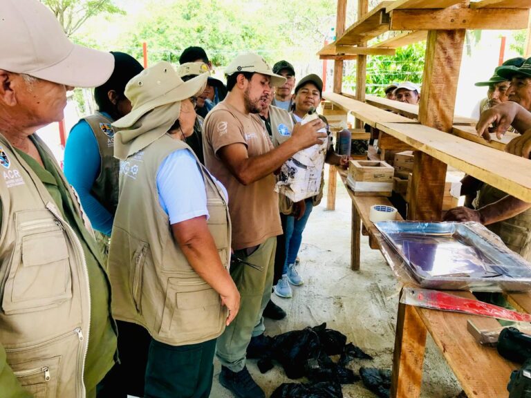 Piura impulsa crianza de abejas meliponas en el ACR Salitral-Huarmaca para proteger el bosque seco
