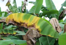 Piura: instalan mesa de trabajo para contener avance del hongo Fusarium R4T en cultivos de banano Piura: instalan mesa de trabajo para contener avance del hongo Fusarium R4T en cultivos de banano