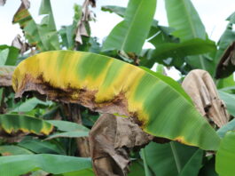 Piura: instalan mesa de trabajo para contener avance del hongo Fusarium R4T en cultivos de banano Piura: instalan mesa de trabajo para contener avance del hongo Fusarium R4T en cultivos de banano