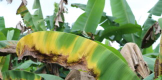 Piura: instalan mesa de trabajo para contener avance del hongo Fusarium R4T en cultivos de banano Piura: instalan mesa de trabajo para contener avance del hongo Fusarium R4T en cultivos de banano