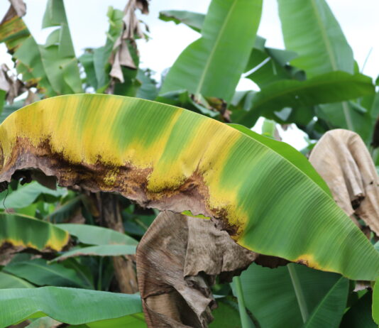Piura: instalan mesa de trabajo para contener avance del hongo Fusarium R4T en cultivos de banano Piura: instalan mesa de trabajo para contener avance del hongo Fusarium R4T en cultivos de banano
