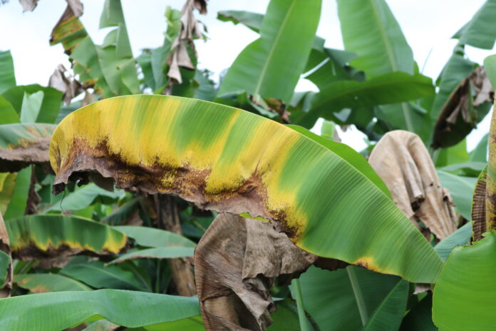 Piura: instalan mesa de trabajo para contener avance del hongo Fusarium R4T en cultivos de banano