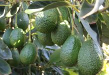 Agroexportación se consolida como alternativa para generar ingresos desde la inversión agrícola Agroexportación se consolida como alternativa para generar ingresos desde la inversión agrícola