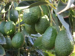 Agroexportación se consolida como alternativa para generar ingresos desde la inversión agrícola Agroexportación se consolida como alternativa para generar ingresos desde la inversión agrícola