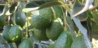 Agroexportación se consolida como alternativa para generar ingresos desde la inversión agrícola Agroexportación se consolida como alternativa para generar ingresos desde la inversión agrícola