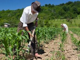 ¿Qué proponen Fuerza Popular y Juntos por el Perú para el agro nacional? ¿Qué proponen Fuerza Popular y Juntos por el Perú para el agro nacional?