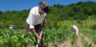 ¿Qué proponen Fuerza Popular y Juntos por el Perú para el agro nacional? ¿Qué proponen Fuerza Popular y Juntos por el Perú para el agro nacional?