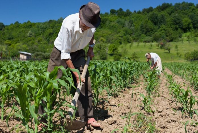 ¿Qué proponen Fuerza Popular y Juntos por el Perú para el agro nacional?