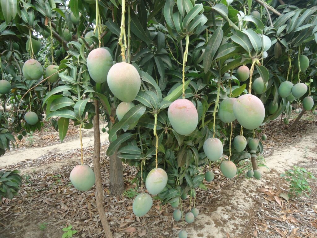 Altas temperaturas en Piura pondrían en riesgo más de 31 mil hectáreas de mango