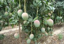 Altas temperaturas en Piura pondrían en riesgo más de 31 mil hectáreas de mango Altas temperaturas en Piura pondrían en riesgo más de 31 mil hectáreas de mango