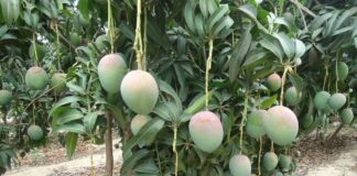 Altas temperaturas en Piura pondrían en riesgo más de 31 mil hectáreas de mango Altas temperaturas en Piura pondrían en riesgo más de 31 mil hectáreas de mango