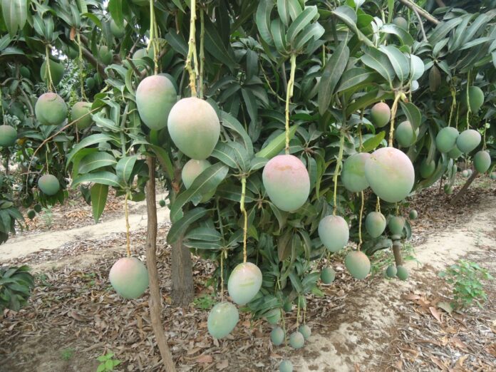 Altas temperaturas en Piura pondrían en riesgo más de 31 mil hectáreas de mango