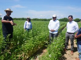 Piura impulsa cultivo de ajonjolí en Locuto como alternativa para diversificar la agricultura Piura impulsa cultivo de ajonjolí en Locuto como alternativa para diversificar la agricultura