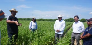 Piura impulsa cultivo de ajonjolí en Locuto como alternativa para diversificar la agricultura Piura impulsa cultivo de ajonjolí en Locuto como alternativa para diversificar la agricultura