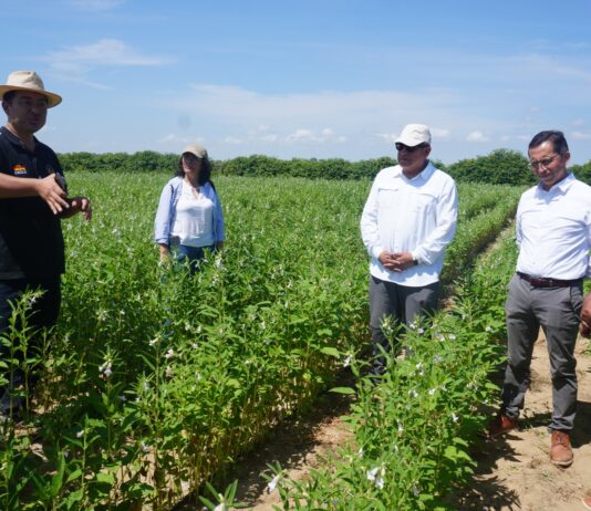 Piura impulsa cultivo de ajonjolí en Locuto como alternativa para diversificar la agricultura Piura impulsa cultivo de ajonjolí en Locuto como alternativa para diversificar la agricultura