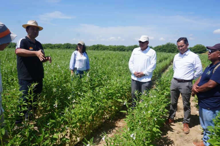 Piura impulsa cultivo de ajonjolí en Locuto como alternativa para diversificar la agricultura