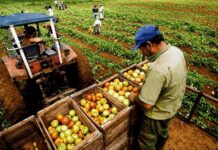 Producción agropecuaria de Piura alcanzó un valor de S/ 286 millones entre enero y febrero