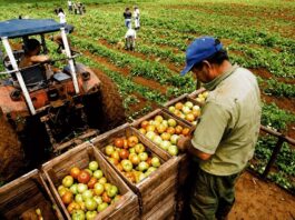Producción agropecuaria de Piura alcanzó un valor de S/ 286 millones entre enero y febrero