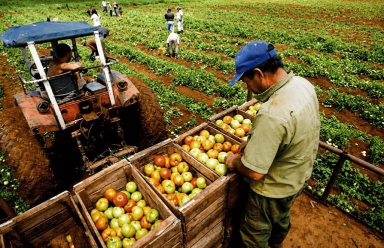 Producción agropecuaria de Piura alcanzó un valor de S/ 286 millones entre enero y febrero