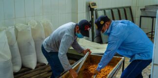 Mejoras tecnológicas elevan hasta en 90 % la producción de panela en Piura Mejoras tecnológicas elevan hasta en 90 % la producción de panela en Piura