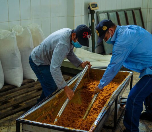 Mejoras tecnológicas elevan hasta en 90 % la producción de panela en Piura Mejoras tecnológicas elevan hasta en 90 % la producción de panela en Piura